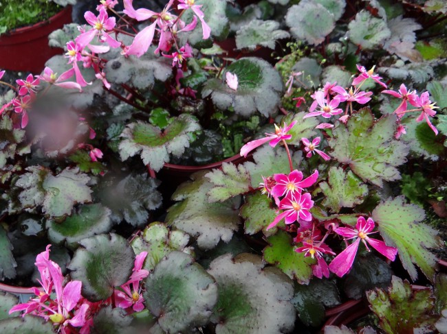 Plante-Vivace-Saxifrage-'Black-Ruby'