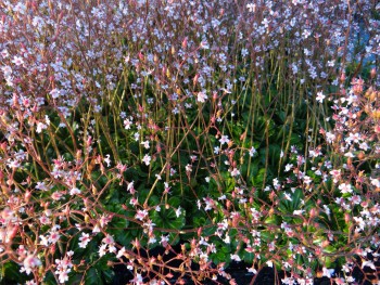 Plante-Vivace-Saxifrage-urbium-'Aureopunctata'