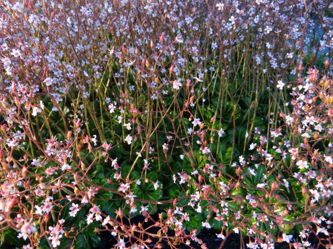 Plante-Vivace-Saxifrage-urbium-'Aureopunctata'