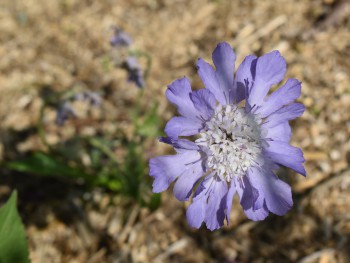 Plante-Vivace-Scabieuse-caucasica