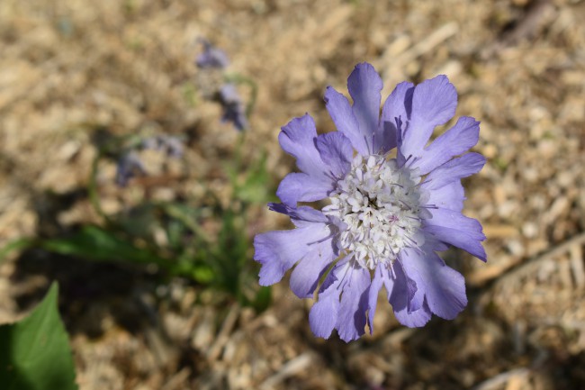 Plante-Vivace-Scabieuse-caucasica