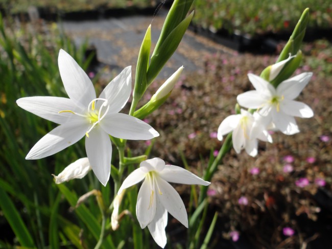 Plante-Vivace-Schizostyllis-coccinea-'Alba'