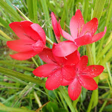 Plante-Vivace-Schizostyllis-coccinea-'Major'