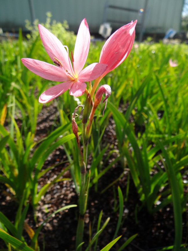 Plante-Vivace-Schizostyllis-coccinea-'November-Cheer'