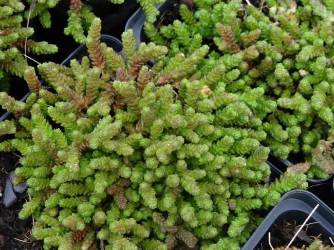 Plante-Vivace-Sedum-acre