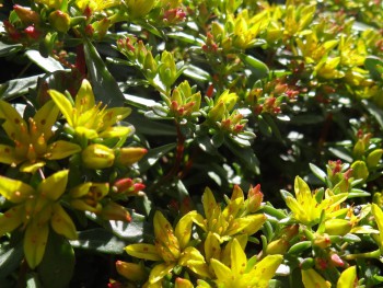 Plante-Vivace-Sedum-floriferum