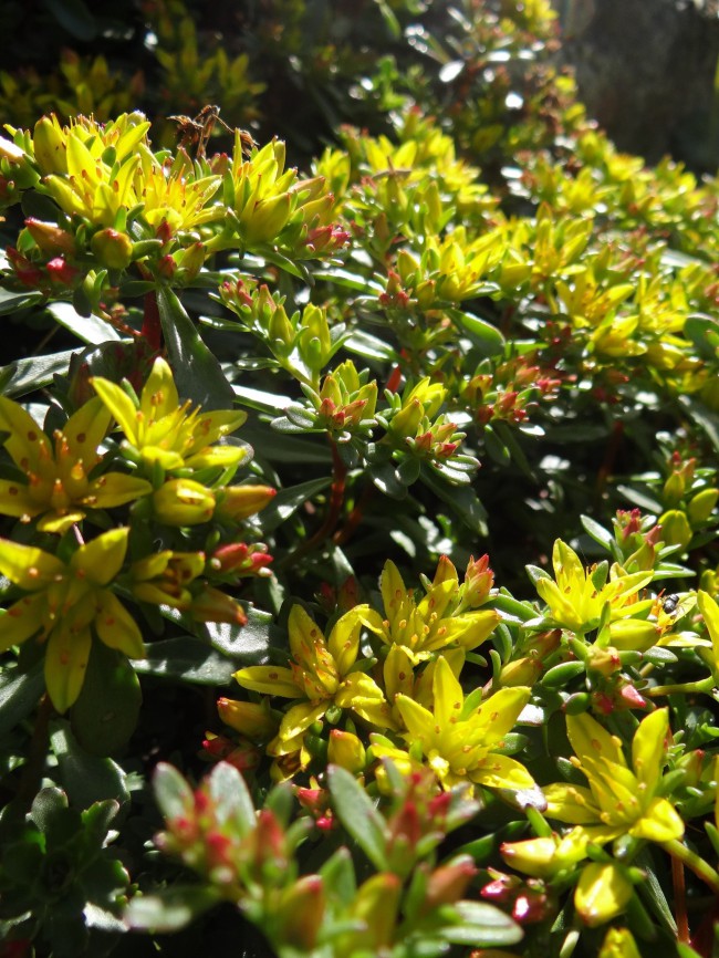 Plante-Vivace-Sedum-floriferum