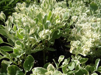 Plante-Vivace-Sedum-'Frosty-Morn'