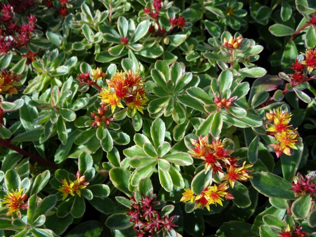 Plante-Vivace-Sedum-kamtchaticum-'Variegatum'