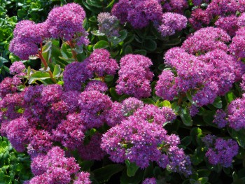 Plante-Vivace-Sedum-carl