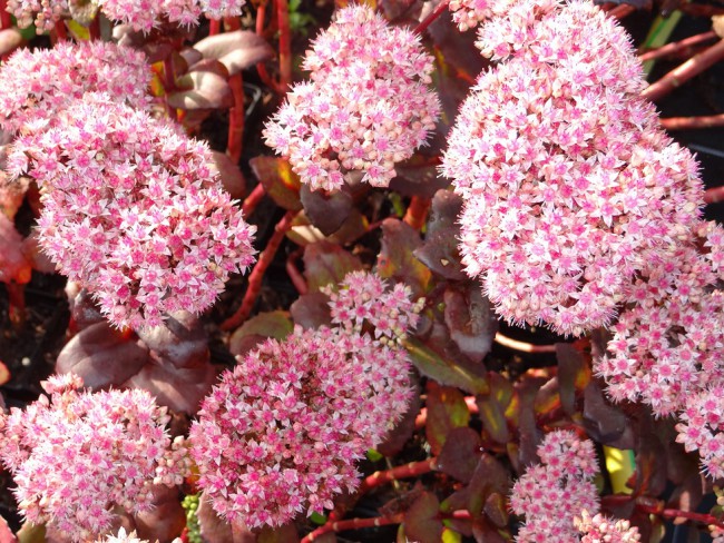 Plante-Vivace-Sedum-matrona