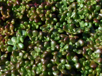 Plante-Vivace-Sedum-oreganum
