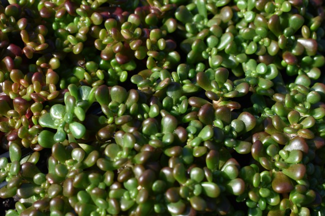 Plante-Vivace-Sedum-oreganum