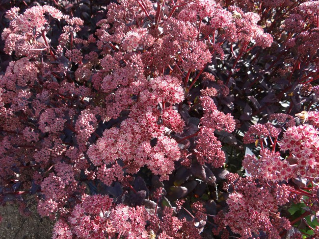 Plante-Vivace-Sedum-'Purple-Emperor'