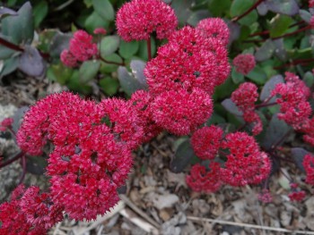 Plante-Vivace-Sedum-'Red-Cauli'