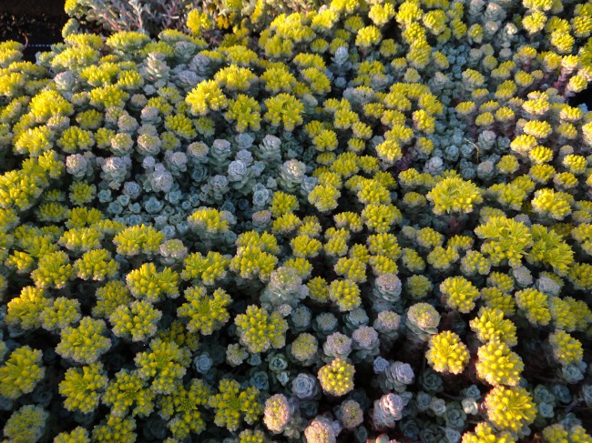 Plante-Vivace-Sedum-spathufolium-'Cape-Blanco'