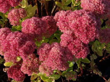 Plante-Vivace-Sedum-telephinum-'Autumn-Joy'