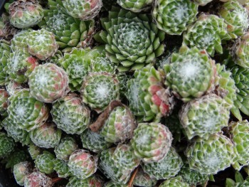 Plante-Vivace-Sempervivum-arachnoideum