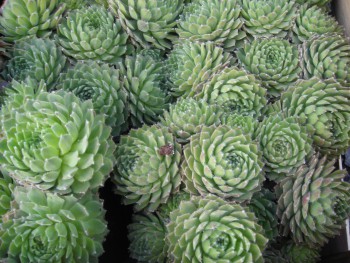 Plante-Vivace-Sempervivum-'Moerkers-Merrit'