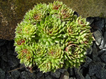 Plante-Vivace-sempervivum-'silberkarneol'