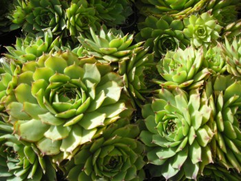 Plante-Vivace-Sempervivum-calcareum