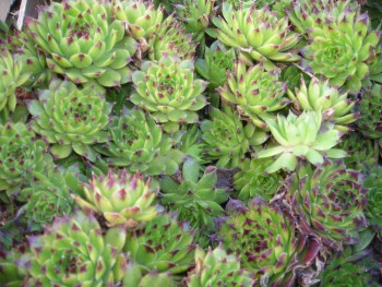 Plante-Vivace-Sempervivum-reinhard