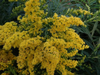 Plante-Vivace-Solidago-'Strahlenkrone'