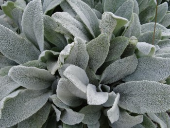 Plante-Vivace-Stachys-bysantina-'Silver-Carpet'
