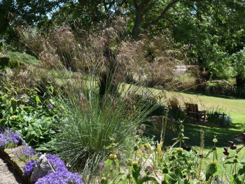 Graminée-Stipa-gigantea