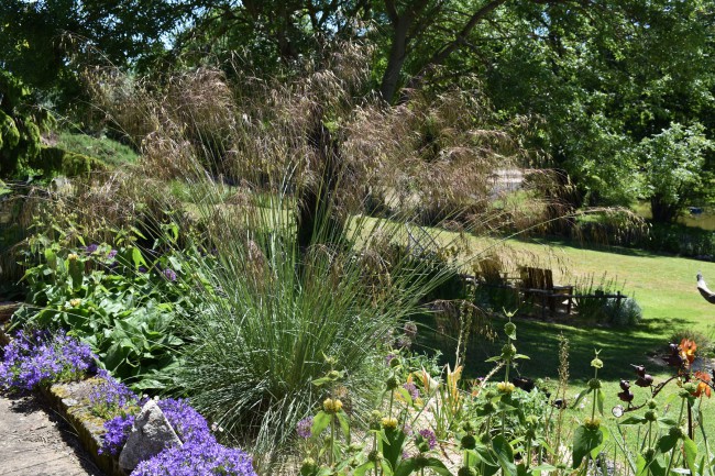 Graminée-Stipa-gigantea