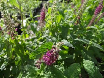 Plante-Vivace-Teucrium-hircanicum