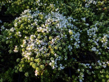 Plante-Vivace-Thymus-serpyllum-'Albus'