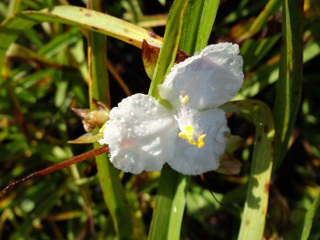 Plante-Vivace-Tradescantia-'Innocence'