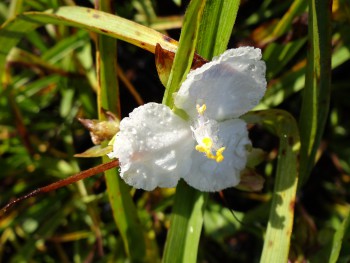 Plante-Vivace-Tradescantia-'Innocence'