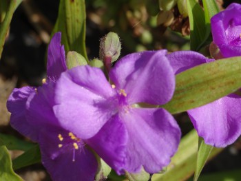 Plante-Vivace-Tradescantia-'Karminglut'