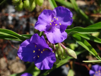 Plante-Vivace-Tradescantia-'Zwanenburg'