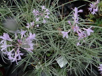 Plante-Vivace-Tulbaghia-violacea-'Silver-Lace'