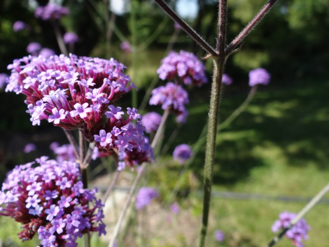 Plante-Vivace-Verbena-bonariensis