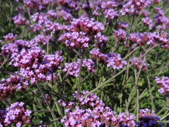 Plante-Vivace-Verbena-'Lolipop'