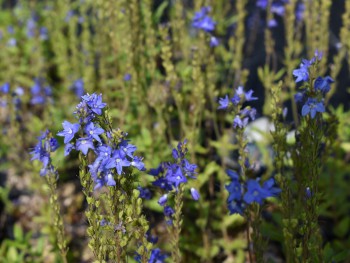 Plante-Vivace-Veronica-austriaca-'Royal-Blue'