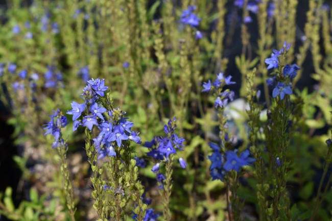 Plante-Vivace-Veronica-austriaca-'Royal-Blue'