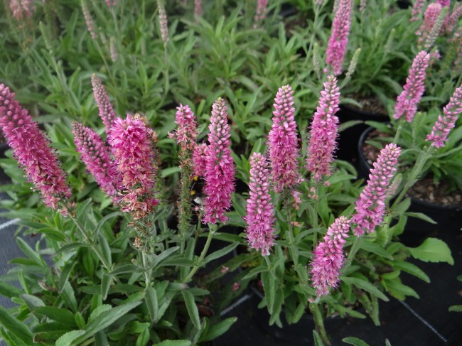 Plante-Vivace-Veronica-spicata-'Heinekind'