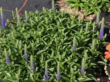 Plante-Vivace-Veronica-ulster-'Dwarf-Blue'