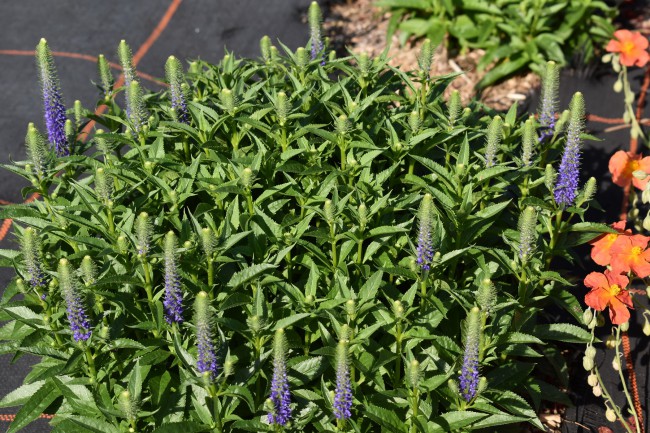 Plante-Vivace-Veronica-ulster-'Dwarf-Blue'