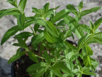 Plante-Vivace-Aloysia-citrodora