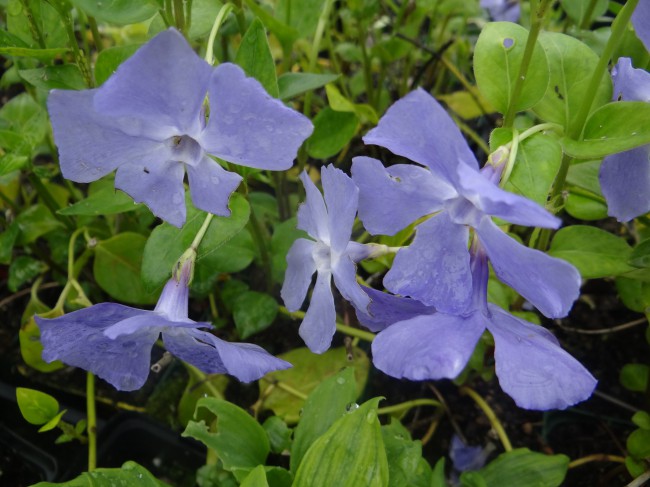 Plante-Vivace-Vinca-major