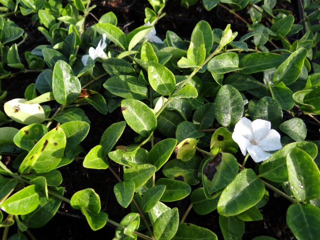 Plante-Vivace-Vinca-minor-'Alba'