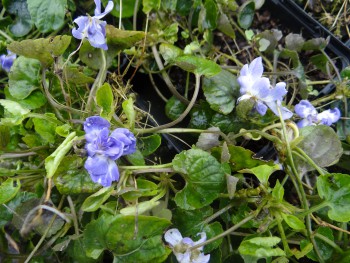 Plante-Vivace-Viola-odorata-'Toulouse'