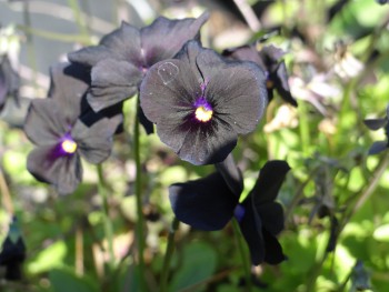 Plante-Vivace-Viola-cornuta-'Molly-Sanderson'