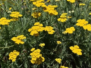 Plante-Vivace-Achillea-'Coronation-Gold'